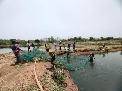 3 tonnes of prohibited Magur fish stock destroyed in Bhiwandi case registered against three Action by Fisheries Department | भिवंडीत ३ टन प्रतिबंधित मागुर मत्स्याससाठा नष्ट, तिघांवर गुन्हा दाखला; मत्स्य विभागाची कारवाई