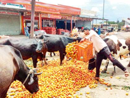 tomato rate Only one rupee per kg in Nashik district; Agriculture Minister Dada Bhuse PDC | कृषिमंत्र्यांच्या नाशिक जिल्ह्यातच टोमॅटो केवळ एक रुपया किलो! tomato rate Only one rupee per kg in Nashik district; Agriculture Minister Dada Bhuse PDC | कृषिमंत्र्यांच्या नाशिक जिल्ह्यातच टोमॅटो केवळ एक रुपया किलो!