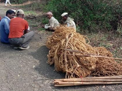 Four hunters arrested in Anjaneri forest, Nashik | Nashik news: नाशिकच्या अंजनेरी वनात चौघा शिकऱ्यांना बेड्या; रानडुकरांच्या शिकारीचा डाव उधळला 