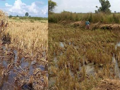 untimely rain cause heavy damage paddy crop farmer suffer losses | अवकाळी पावसाने हिरावला शेतकऱ्यांच्या ताेंडचा घास