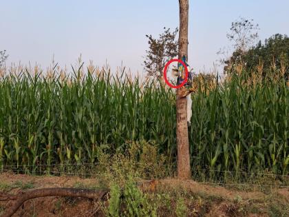 Where Bhonga is played all night and where hair is burnt; A unique look of farmers | कुठे रात्रभर वाजवला जातो भोंगा तर कुठे जाळले जातात केस; पिकासाठी शेतकऱ्यांची अनोखी शक्कल