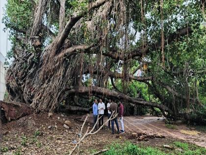 A 400 year old banyan tree in Bhose collapsed | Sangli: भोसेतील ४०० वर्षांपूर्वीचा वटवृक्ष कोसळला, सततच्या पावसाने मुळासकट उन्मळून पडला