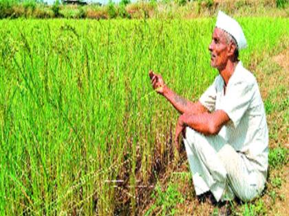 lack of water in the paddy cultivation crisis, the dryers are dry | जिल्ह्यात पाण्याअभावी भातशेती संकटात, खाचरे कोरडी