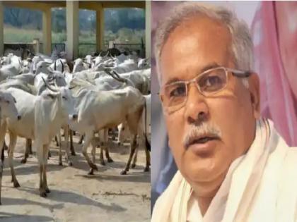 chhattisgarh bhupesh baghel government is planning to procure cattle urine at rs 4 per litre raipur | भूपेश बघेल सरकार आता गोमूत्र खरेदी करणार; जाणून घ्या प्रतिलिटरचा भाव काय असेल?