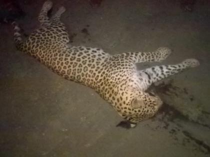 The leopard was killed in an accident on highway | बाळापूरनजीक अज्ञात वाहनाच्या धडकेत बिबट ठार