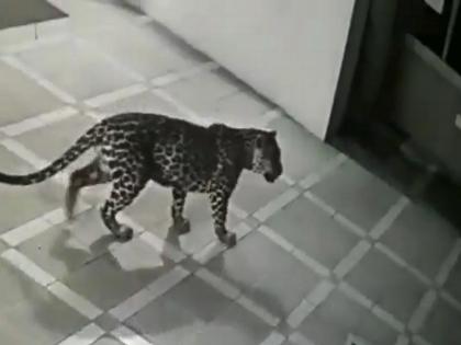 leopard first entered the house, then made a sudden attack; Incident captured on CCTV | दबक्या पावलानं आधी घरात शिरला, मग अचानक केला हल्ला; पाहा VIDEO