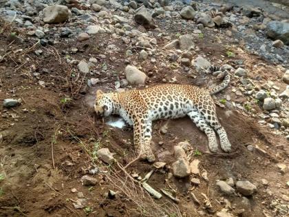 Leopard found unconscious in Melghat; Incidents in the forests of Semadoh - Raipur route | मेळघाटात बेशुद्धावस्थेत आढळला बिबट; सेमाडोह - रायपूर मार्गाच्या जंगलातील घटना