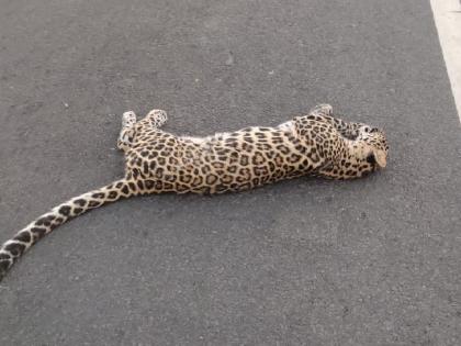 leopard and a cub found dead in the Sahvan area of ​​Talegaon, excitement in the forest department | बिबट्यासह शावकाच्या मृत्यूने खळबळ; तळेगावच्या सहवन क्षेत्रातील घटना