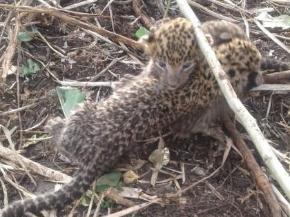 Leopard cubs have been waiting for their mother for 11 days! | बिबट्याच्या ‘त्या’ बछड्यांना ११ दिवसांपासून आईची प्रतीक्षा!