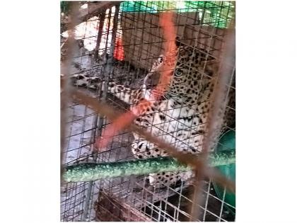 forest department rescued a leopard who stuck in chicken coop | अन् कोंबड्यांच्या खुराड्यात अडकला बिबट; वनविभागाच्या रेस्क्यू टीमने केले जेरबंद