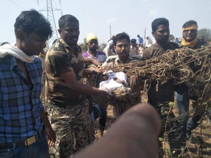 Before trap the mother, leopard calf ran away in the forest | आईचा पत्ता लागण्यापूर्वीच बिबटचा बछडा जंगलात पसार