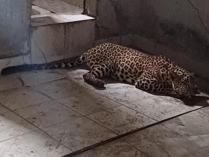 Villagers in Koregaon Bhima locked leopard in room; Dispatch to Manikdoh Leopard Prevention Centre | Pune: कोरेगाव भीमात ग्रामस्थांनी बिबट्याला खोलीत कोंडले; माणिकडोह बिबट निवारण केंद्रात रवानगी