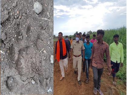 Leopard footprints in Suklivir Shivara; The search was carried out by the forest department and the villagers throughout the day | सुकळीविर शिवारात बिबट्याचे ठसे; वनविभाग आणि ग्रामस्थांनी दिवसभर घेतला शोध