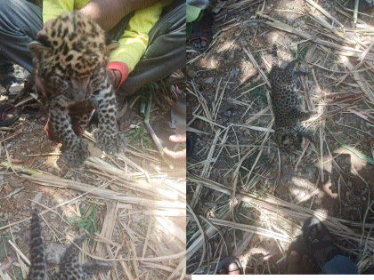 Hid: Two leopards found in the black area: - Medical officer with the forest officer, at the spot. | कºहाड : काले परिसरात सापडली दोन बिबट्यांची बछडे- : वन अधिकाºयांसह वैद्यकीय पथक घटनास्थळी