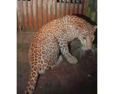 The leopard that attacked the two-and-a-half-year-old girl caught in durgapur | अडीच वर्षांच्या चिमुकलीवर हल्ला करणारा बिबट्या अखेर जेरबंद