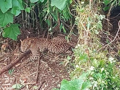 A leopard got stuck in a trap set for a dog | श्वानासाठी लावलेल्या फासात अडकला बिबट; थोडक्यात बचावला जीव