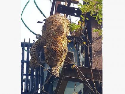 a leopard dies of electrocution while climbing on transformer in the temptation of a hunting | बिचारा बिबट्या... शिकारीच्या मोहात रोहित्रावर चढला अन् जीव गमावून बसला