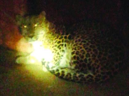 Employee's cage for leopard in Thane in Deolimura town; | देवळीमुरा गावात बिबट्यासाठी कर्मचारी पिंजºयात,बंद घरात थरार