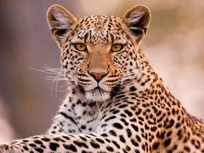 man arrested in leopard organ smuggling in brahmapuri | बिबट्याच्या अवयवांची तस्करी, ब्रह्मपुरीतील आरोपीला अटक