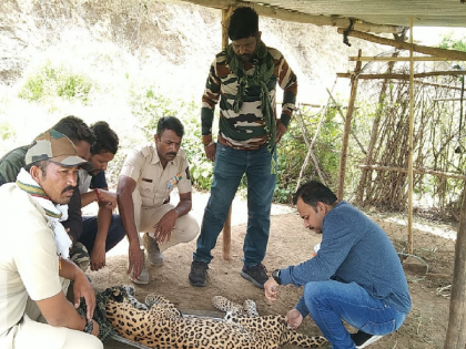 Leopards dying for lack of prey; finally came to his senses with medication... | शिकार न सापडल्याने मरणासन्न अवस्थेत बिबट्या; औषधोपचारांने अखेर आला शुद्धीवर...