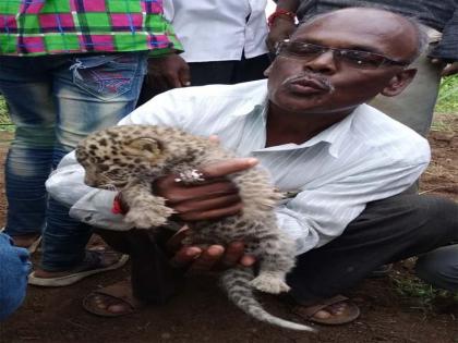 The only excitement after finding a calf of a leopard in Mohida Shivar | मोहिदा शिवारात बिबटय़ाचा बछडा सापडल्याने एकच खळबळ