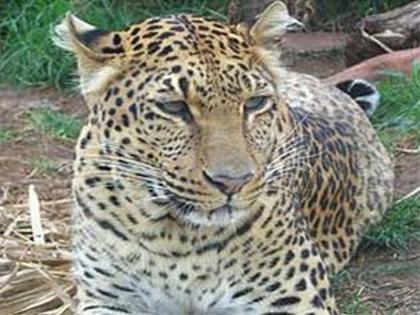 The same sensation after seeing a leopard in Gondale Shivar | गोंडाळे शिवारात बिबटय़ा दिसल्याने एकच खळबळ The same sensation after seeing a leopard in Gondale Shivar | गोंडाळे शिवारात बिबटय़ा दिसल्याने एकच खळबळ