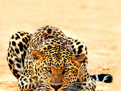 Leopard and man.. | बिबट्या आणि माणूस