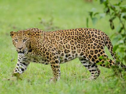 Leopard attacks bikers at Sakhloli as 27-year-old youth injured | साखळोली येथे दुचाकीस्वारांवर बिबट्याचा हल्ला; २७ वर्षीय युवक जखमी