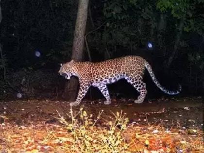 Animal husbandman injured in leopard attack at Jogaltembhi, Saturday morning incident | जोगलटेंभी येथे बिबट्याच्या हल्ल्यात पशुपालक जखमी, शनिवारी सकाळची घटना