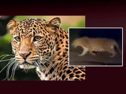 Sighting of Leopard in Chikmahud during Ain Diwali; Farmers in the Wada settlement are afraid | ऐन दिवाळीत चिकमहुदात बिबट्याचे दर्शन; वाड्या वस्तीवरील शेतकरी बांधवात भीती