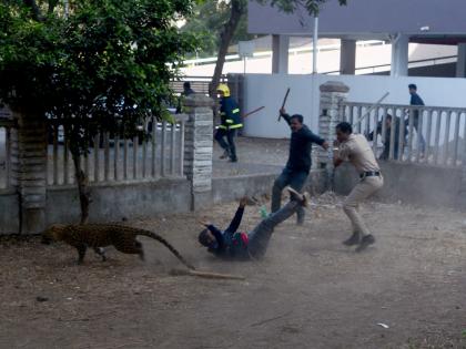 When the Leopard comes in the city .. | बिबट्या शहरात येतो तेव्हा..