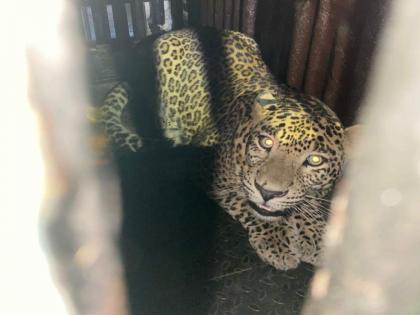 The forest department succeeded in capturing the second man eating leopard from Aarey coloney | आरेतील नरभक्षक दुसऱ्या बिबट्याला पकडण्यात वनविभागाला आले यश 