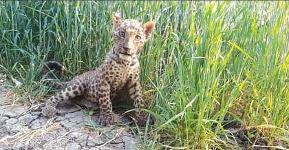 The third victim was a man-eating leopard; Panic persists in Karmala area | नरभक्षक बिबट्याने घेतला तिसरा बळी; करमाळा परिसरातील दहशत कायम