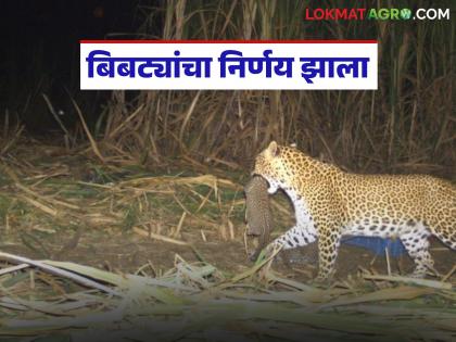 A fund of Rs 11 crore has been approved to capture leopards; 'These' measures will be taken | बिबट्यांना जेरबंद करण्यासाठी तब्बल ११ कोटी रुपयांचा निधी मंजूर; केल्या जाणार 'ह्या' उपाययोजना A fund of Rs 11 crore has been approved to capture leopards; 'These' measures will be taken | बिबट्यांना जेरबंद करण्यासाठी तब्बल ११ कोटी रुपयांचा निधी मंजूर; केल्या जाणार 'ह्या' उपाययोजना