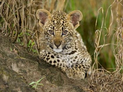 A leopard calf got stuck in a cage in Shindewadi, panic among the villagers | Pune: शिंदेवाडीत बिबट्याचा बछडा अडकला पिंजऱ्यात, ग्रामस्थांमध्ये घबराटीचे वातावरण