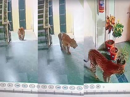 Surprise....! A leopard climbed the stairs and entered the SRPF office, caught on CCTV in Amravati | आश्चर्यच....! बिबट्या जिन्याच्या पायऱ्या चढून चक्क एसआरपीएफ कार्यालयात आला, सीसीटीव्हीत कैद Surprise....! A leopard climbed the stairs and entered the SRPF office, caught on CCTV in Amravati | आश्चर्यच....! बिबट्या जिन्याच्या पायऱ्या चढून चक्क एसआरपीएफ कार्यालयात आला, सीसीटीव्हीत कैद