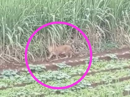 A leopard has come to the gate of Alandi, citizens are scared; Leopards are seen during the day | आळंदीच्या वेशीवर बिबट्या आल्याने नागरिक धास्तावले; दिवसाढवळ्या होतंय दर्शन