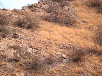 optical illusion find leopard in the picture if you find you are genius | Optical Illusion: या फोटोमध्ये बिबट्याला शोधुन दाखवा, जिनिअस असाल तरच सापडेल