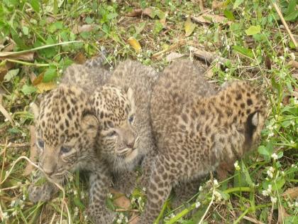 leopard cubs found in sugarcane field nere pimpri chinchwad | पिंपरी-चिंचवड: उसाच्या शेतात आढळली बिबट्याची पिल्ले; नागरिकांना काळजी घेण्याचे आवाहन