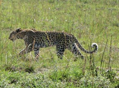 Trying to attack the leopard's farmer ... | बिबट्याचा शेतकऱ्यावर हल्ल्याचा प्रयत्न...