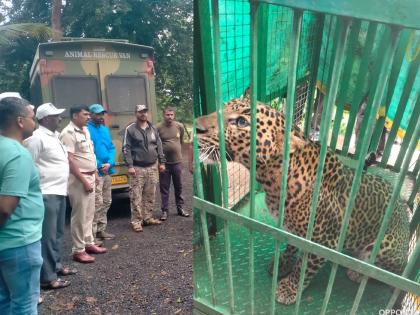 A leopard entered a house in Malwadi; a major accident was averted due to the woman's precaution! | माळवाडी येथील घरात शिरला बिबट्या; महिलेच्या प्रसंगावधानाने मोठी दुर्घटना टळली! A leopard entered a house in Malwadi; a major accident was averted due to the woman's precaution! | माळवाडी येथील घरात शिरला बिबट्या; महिलेच्या प्रसंगावधानाने मोठी दुर्घटना टळली!