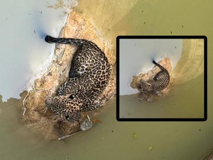 A leopard that fell into a field well was pulled out safely; Incidents at Navegaonbandh-Kavatha | शेतातील विहिरीत पडलेल्या बिबट्याला काढले सुखरूप बाहेर; नवेगावबांध-कवठा येथील घटना