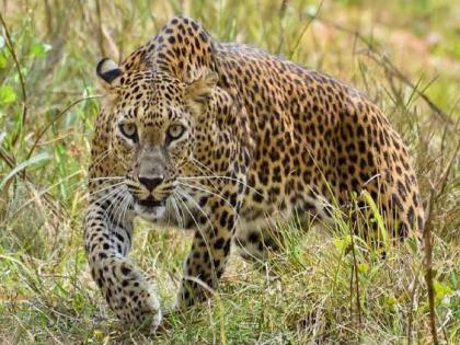 Two bikers injured in leopard attack, incident in Junnar forest area | Pune: बिबट्याच्या हल्ल्यात दोन दुचाकीस्वार जखमी, जुन्नर वनपरिक्षेत्रातील घटना