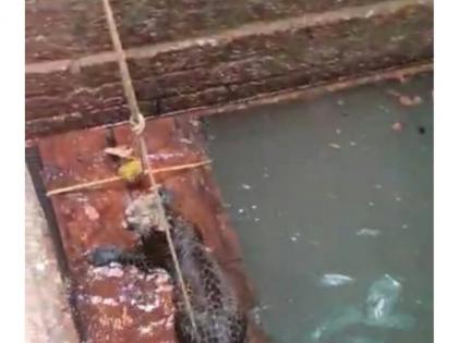 The leopard fell into the well in search of prey | परुळे येथील घटना; भक्ष्याच्या शोधात विहिरीत पडला बिबट्या