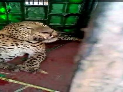 Leopard zerband in Hivere village in Nevada taluka | नेवासा तालुक्यातील हिवरे गावात बिबट्या जेरबंद