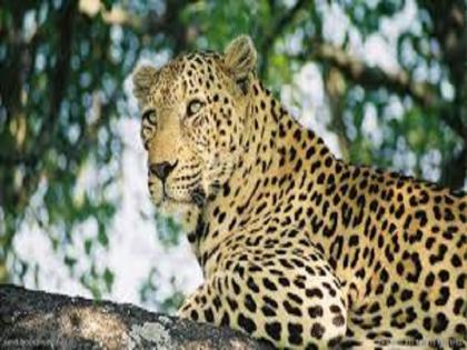 Child killed in leopard attack; Sensation in Pathardi with the death of two children in the same week | बिबट्याच्या हल्ल्यात मुलाचा मृत्यू; एकाच आठवड्यात दोन मुलांच्या मृत्यूने पाथर्डीत खळबळ