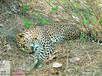 a full-grown leopard found dead in surabardi forest | भुकेने व्याकुळलेल्या जखमी बिबट्याचा सुराबर्डीच्या जंगलात मृत्यू