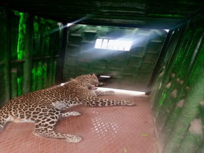 The leopard, which was roaming in Pabal Shivara, was finally arrested | पाबळ शिवारात धुमाकूळ घालणारा बिबट्या अखेर जेरबंद