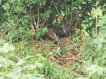 A leopard was trapped in a net set for a wild boar; livestock farmers were panicked | रानडुकरासाठी जाळे लावले, अडकला बिबट्या; पशुपालक, शेतकऱ्यांमध्ये दहशत A leopard was trapped in a net set for a wild boar; livestock farmers were panicked | रानडुकरासाठी जाळे लावले, अडकला बिबट्या; पशुपालक, शेतकऱ्यांमध्ये दहशत