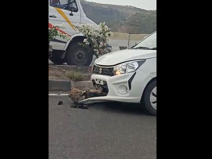 leopard stuck in the bonnet of a car while crossing the road as soon as he was released he run away | रस्ता ओलांडताना कारच्या बोनेट मध्ये अडकला बिबट्या; सुटका होताच ठोकली धूम